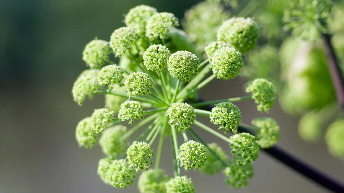 Universal Digestive Bitters Formula