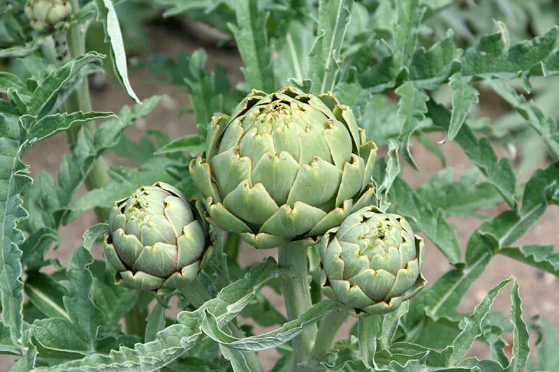 Artichoke Tincture (organic)