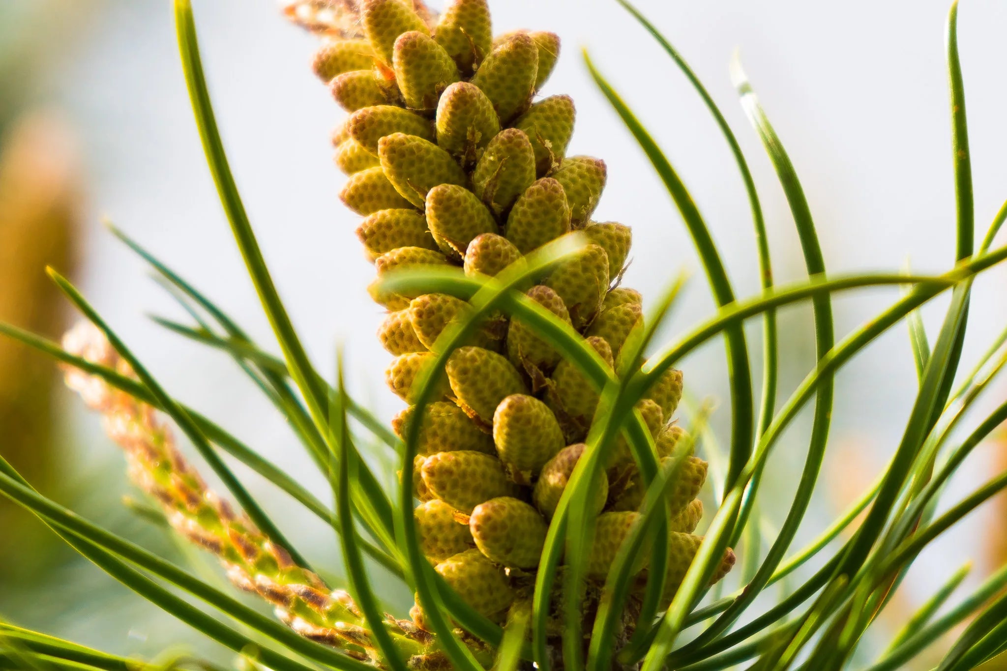 Sexual Health Tonic 2