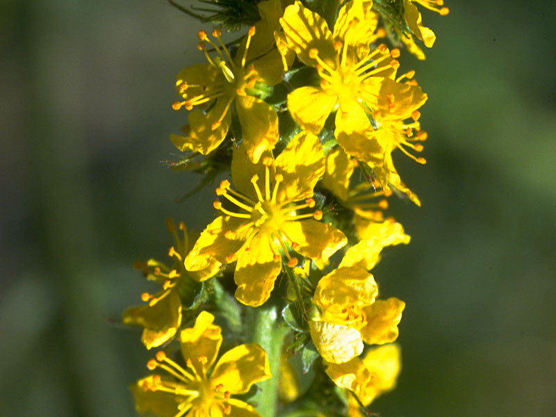 Agrimony