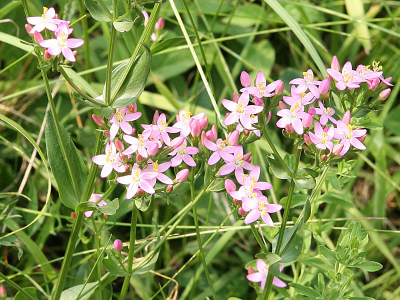 Centaury