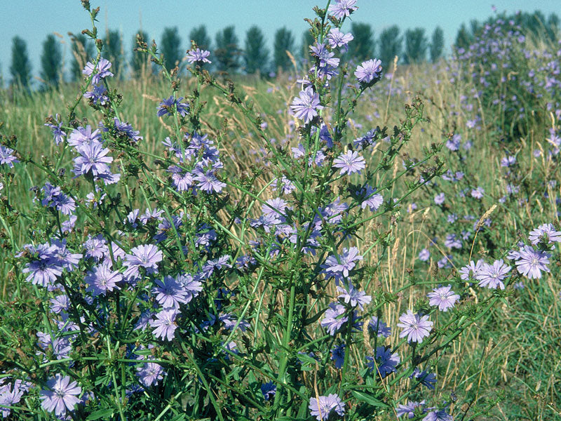 Chicory