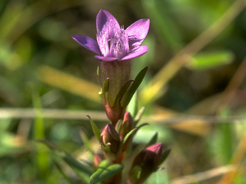 Gentian