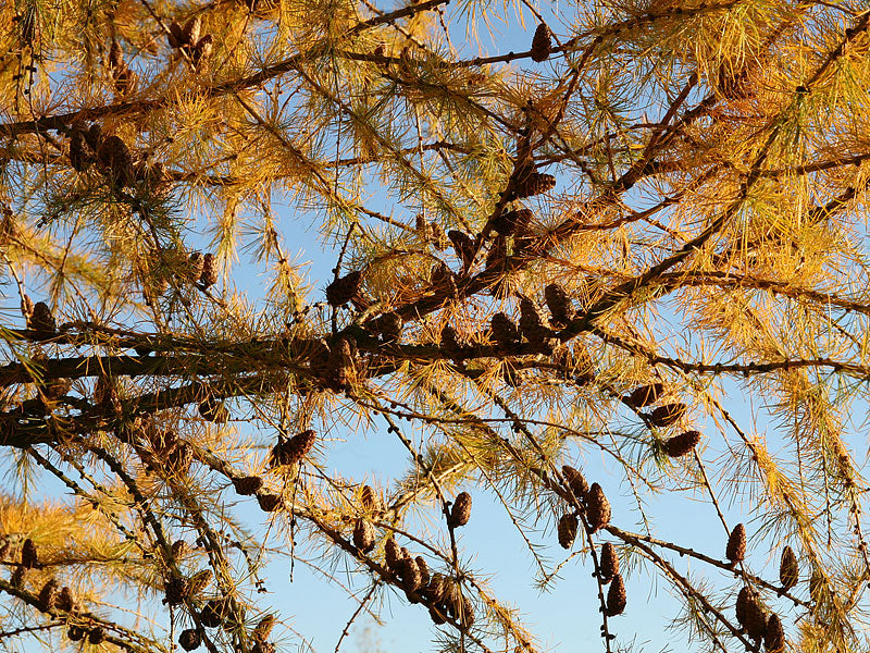 Larch