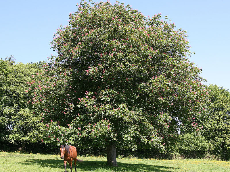 Red Chestnut