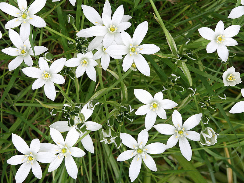 Star Of Bethlehem