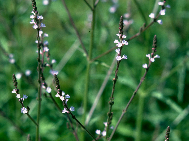 Vervain