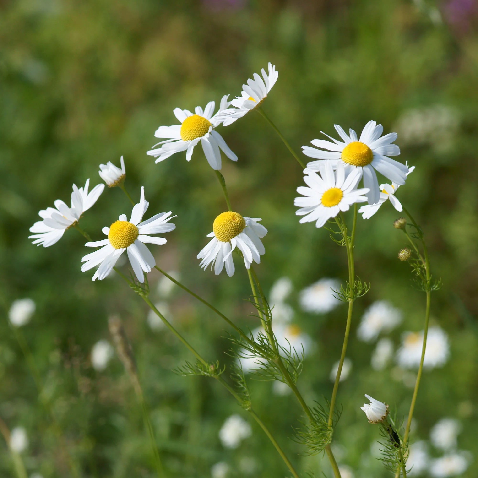 Chamomile Tincture (distilled)