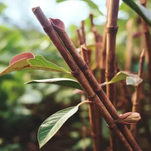 Cinnamon Tincture