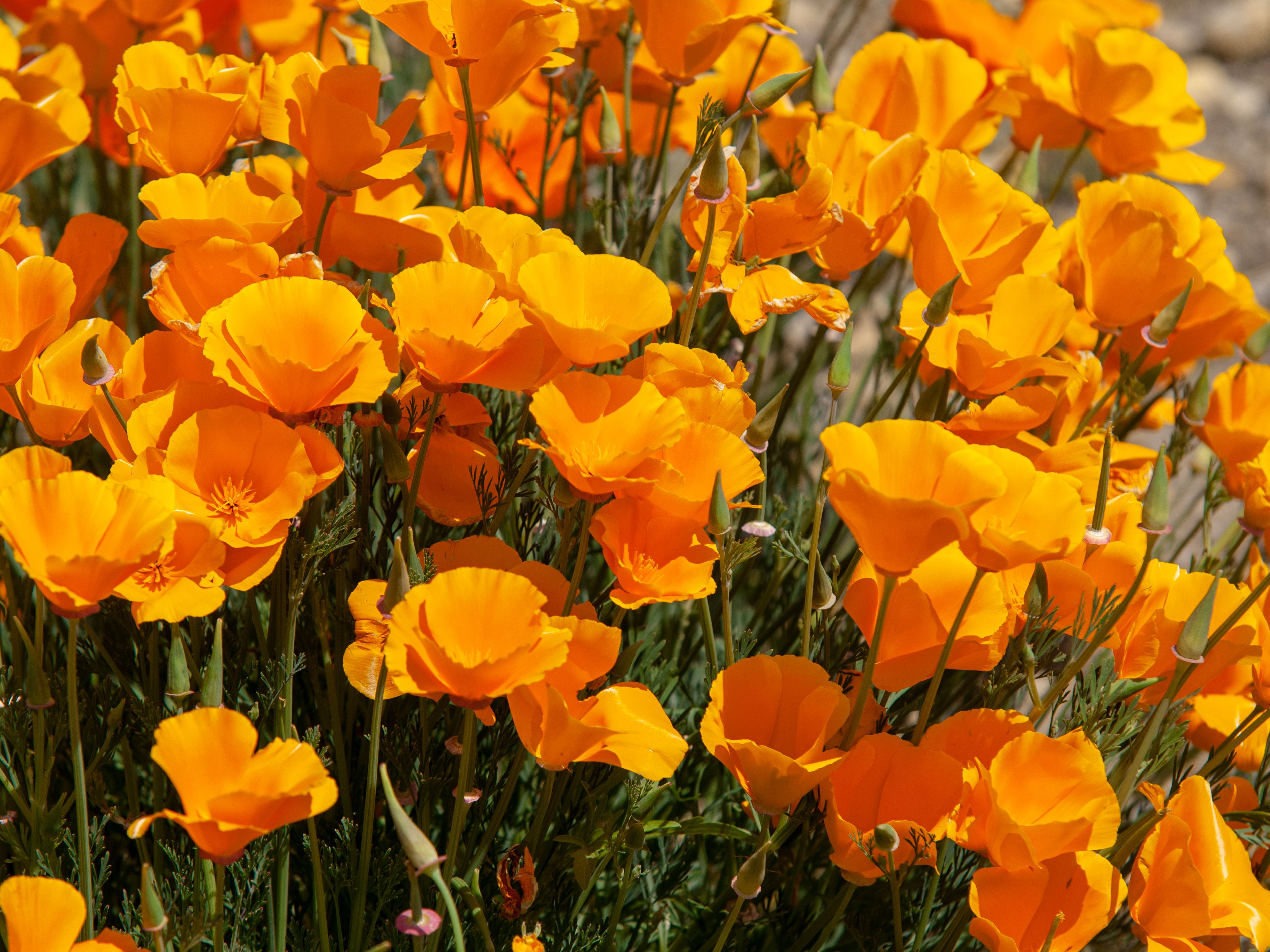 Californian Poppy tincture (organic)