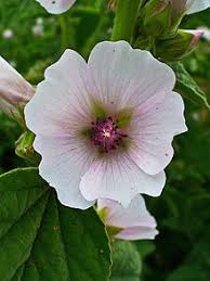 Marshmallow root (Althaea) Syrup