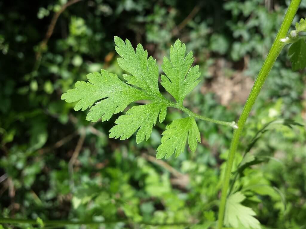 Feverfew Leaf Tincture (organic, fresh)