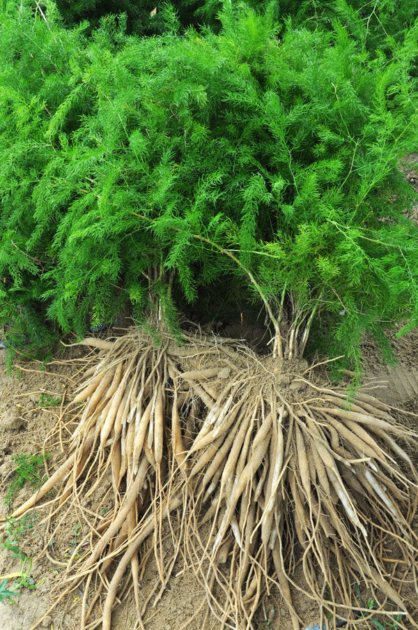 Shatavari Root Decocted Tincture